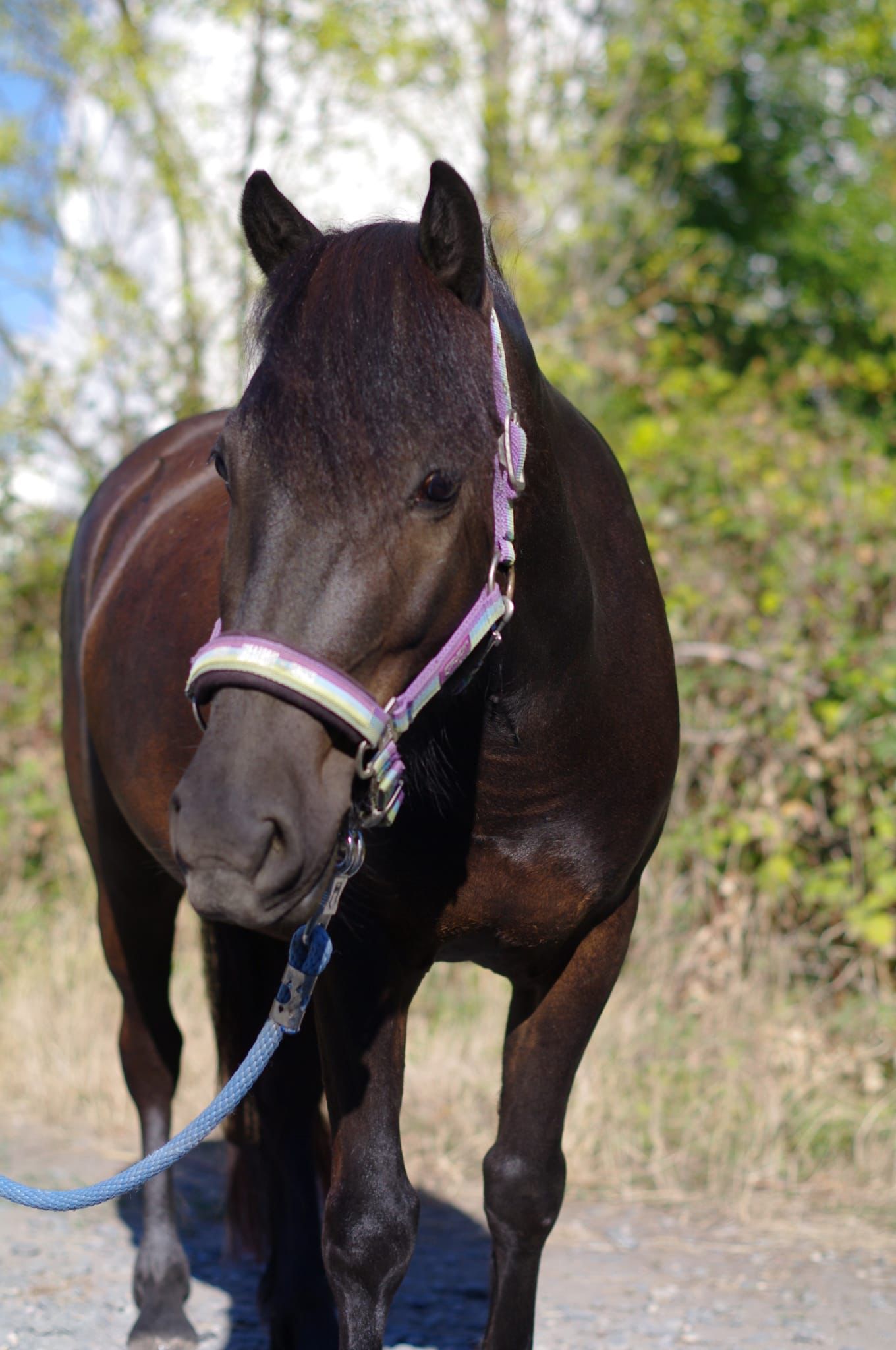 Schulpferd Blacky